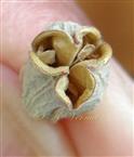  Capsule-apical region